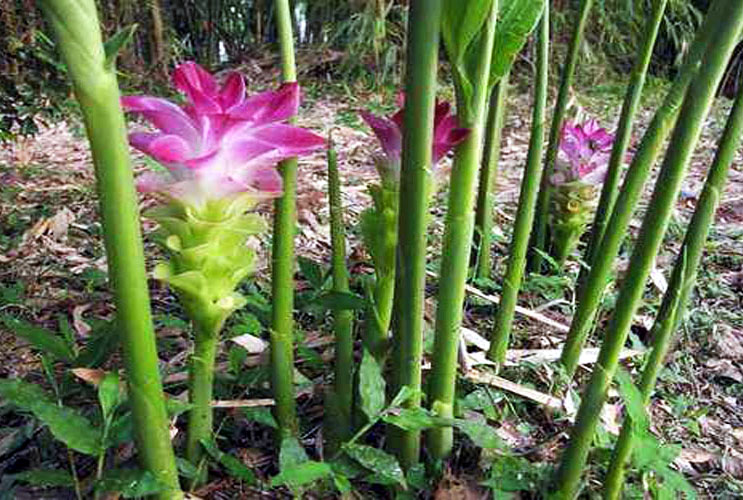 温郁金植株