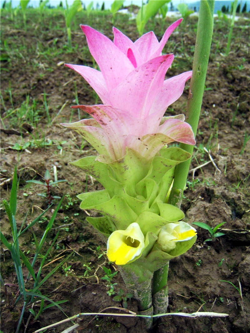 温郁金植株